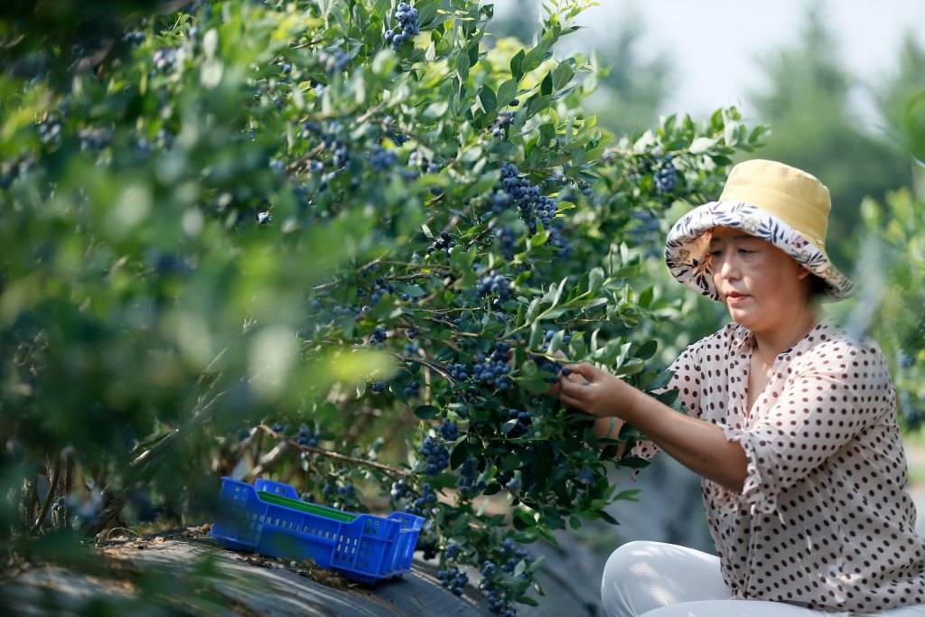 Qingdao: "Small blueberries" create rural revitalization