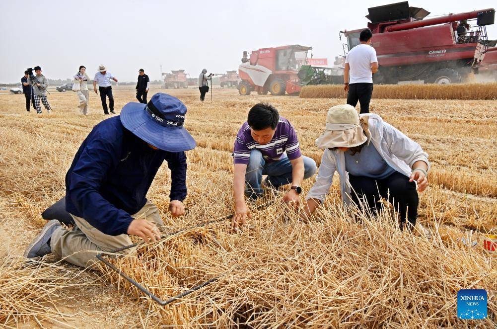 Combine harvesters reap wheat in Dachang Town of Qingdao, E China's Shandong