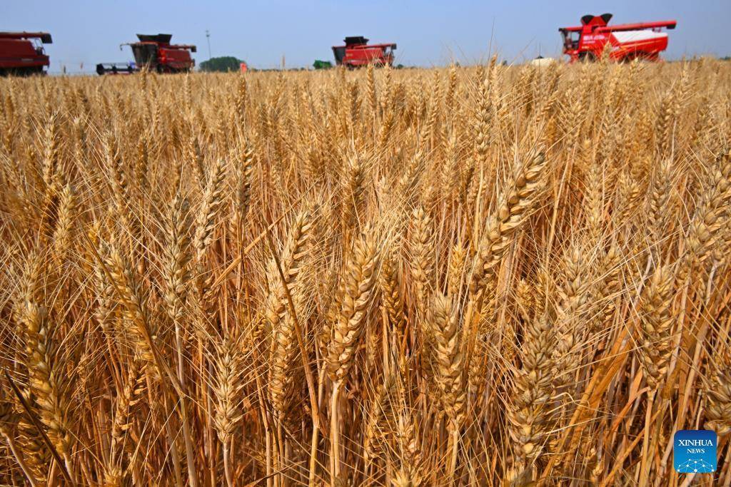 Combine harvesters reap wheat in Dachang Town of Qingdao, E China's Shandong