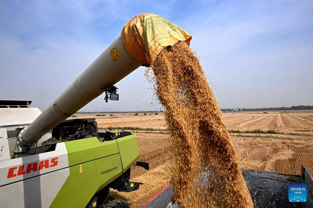 Combine harvesters reap wheat in Dachang Town of Qingdao, E China's Shandong