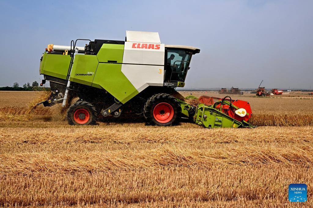 Combine harvesters reap wheat in Dachang Town of Qingdao, E China's Shandong