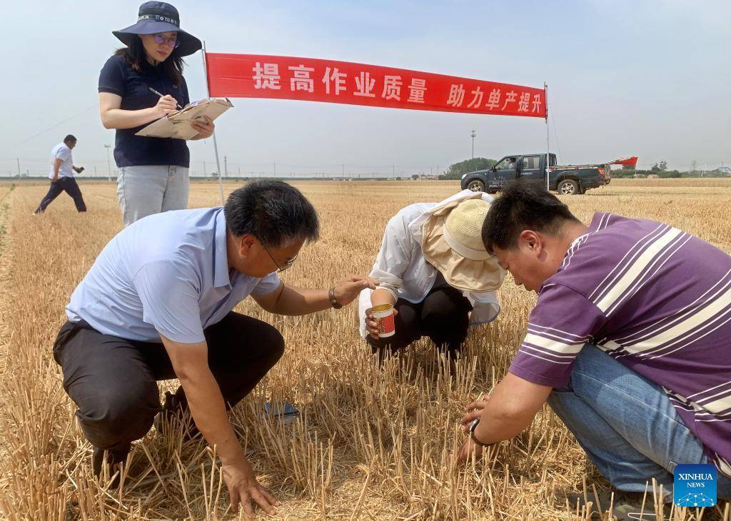 Combine harvesters reap wheat in Dachang Town of Qingdao, E China's Shandong