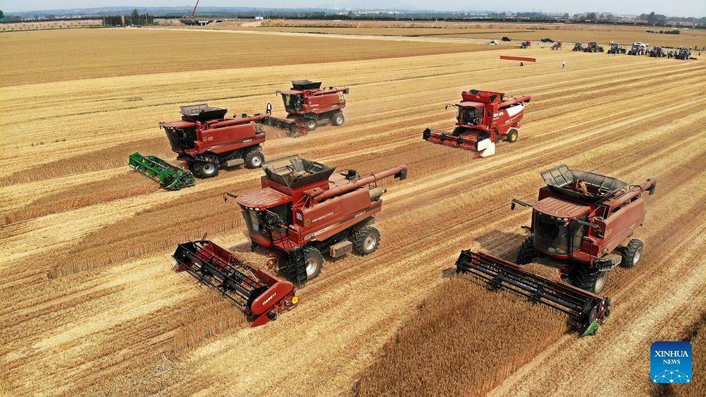 Combine harvesters reap wheat in Dachang Town of Qingdao, E China's Shandong