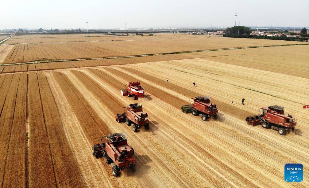 Combine harvesters reap wheat in Dachang Town of Qingdao, E China's Shandong