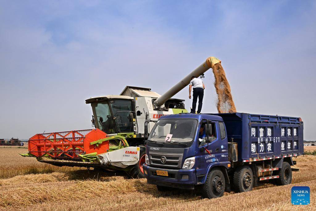 Combine harvesters reap wheat in Dachang Town of Qingdao, E China's Shandong