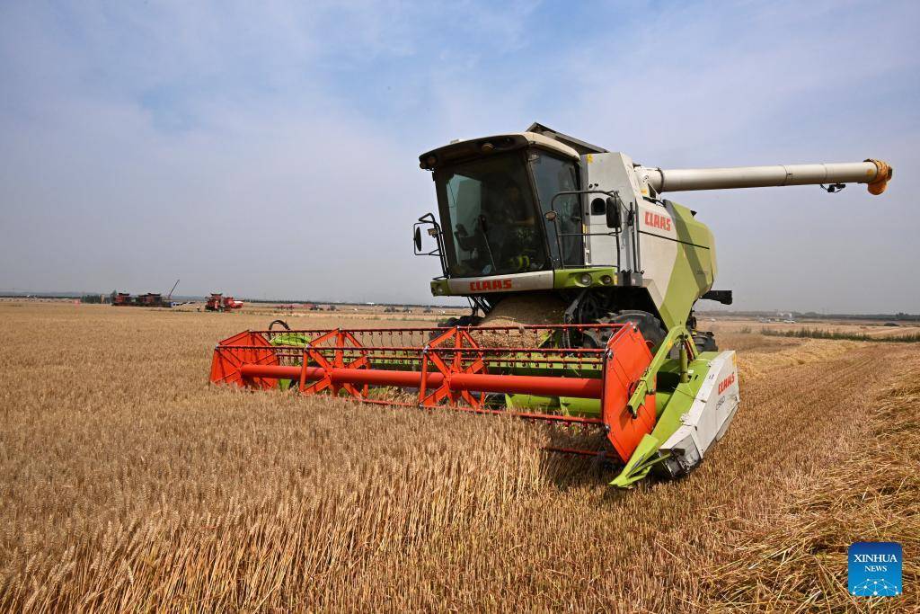 Combine harvesters reap wheat in Dachang Town of Qingdao, E China's Shandong