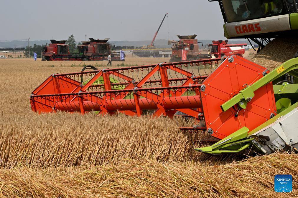 Combine harvesters reap wheat in Dachang Town of Qingdao, E China's Shandong