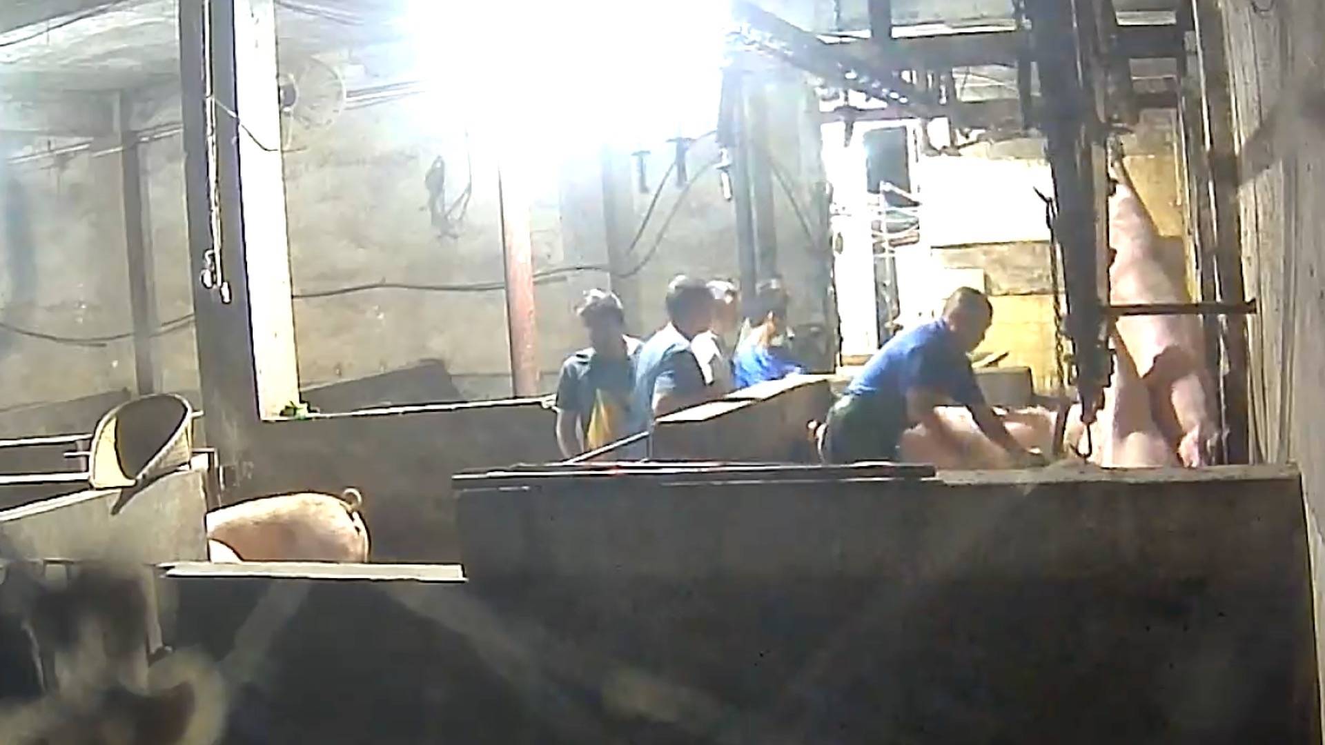 暗访生猪黑屠宰点：无证窝点被封后重新开张，无检疫猪肉跨省销售