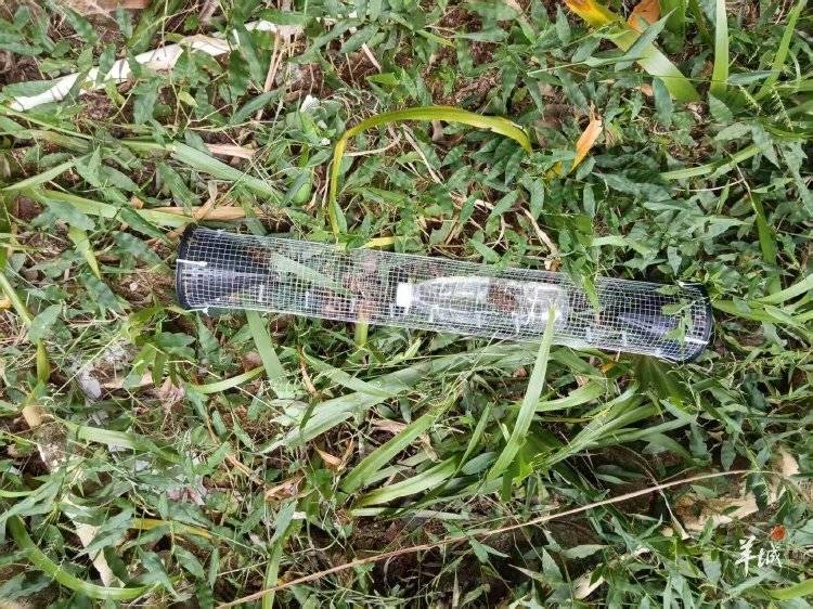 广州一小区蛇患频发:已抓超60条但未探测到蛇窝位置,多方介入