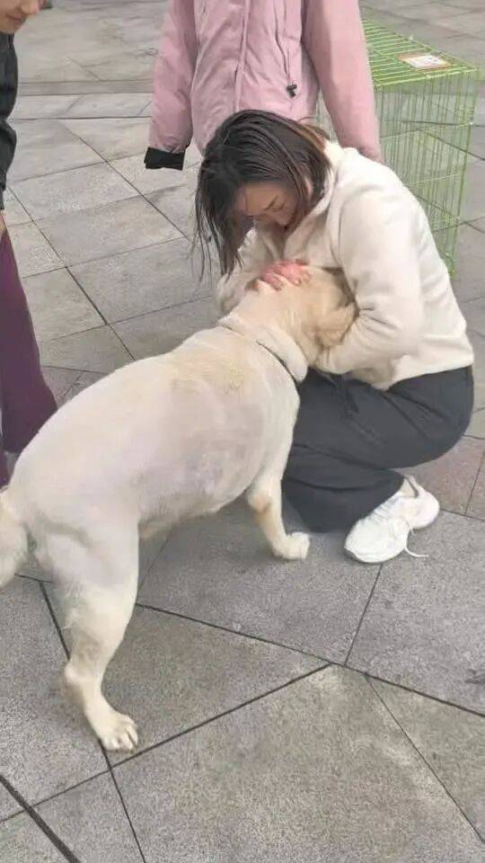 青岛一只拉布拉多犬走失三月后，长沙街头被网友发现并收留，目前犬只已被送回犬主身边