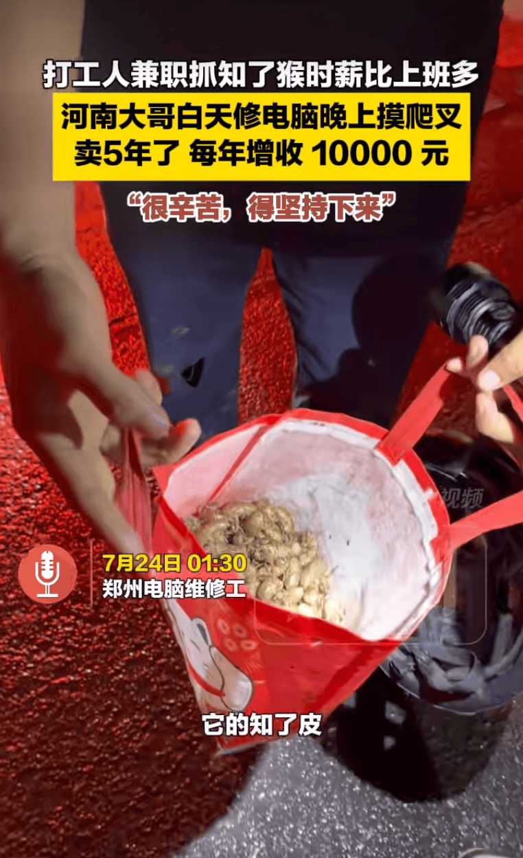 郑州打工人把摸知了猴当“夜班兼职”，一个月增收近万元，平均每晚摸到约300只卖给中药厂，“现在摸的人更多了，一晚上要辗转很多地方”