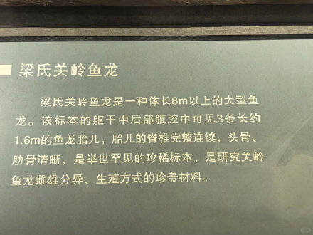 “怀了三个宝宝”的鱼龙化石火了，贵州省地质博物馆：是鱼龙不是恐龙